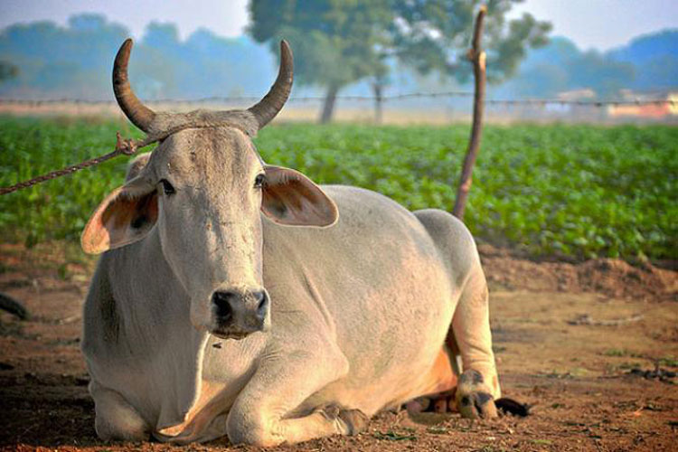 Will Break Limbs of Those Who Disrespect, Kill Cows, Says BJP MLA