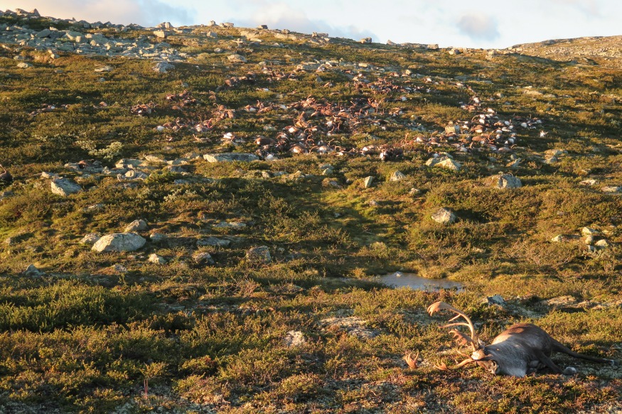 Freak lightning storm kills 323 reindeer in Norway