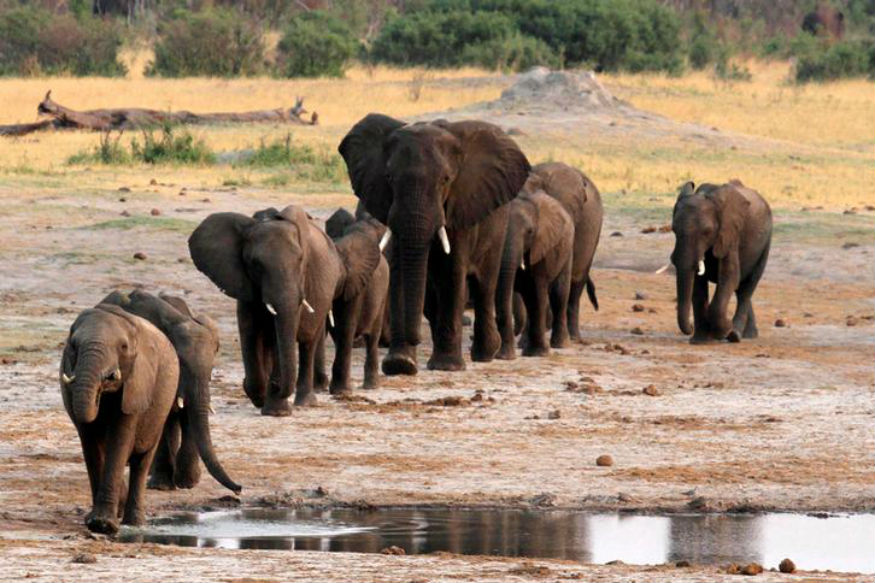 Wildlife Populations Plunge Almost 60% Since 1970: WWF