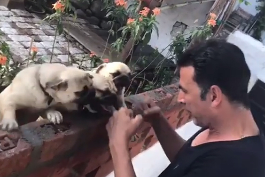 Akshay Kumar's Workout Session With Pugs Looks Like a Stress Buster