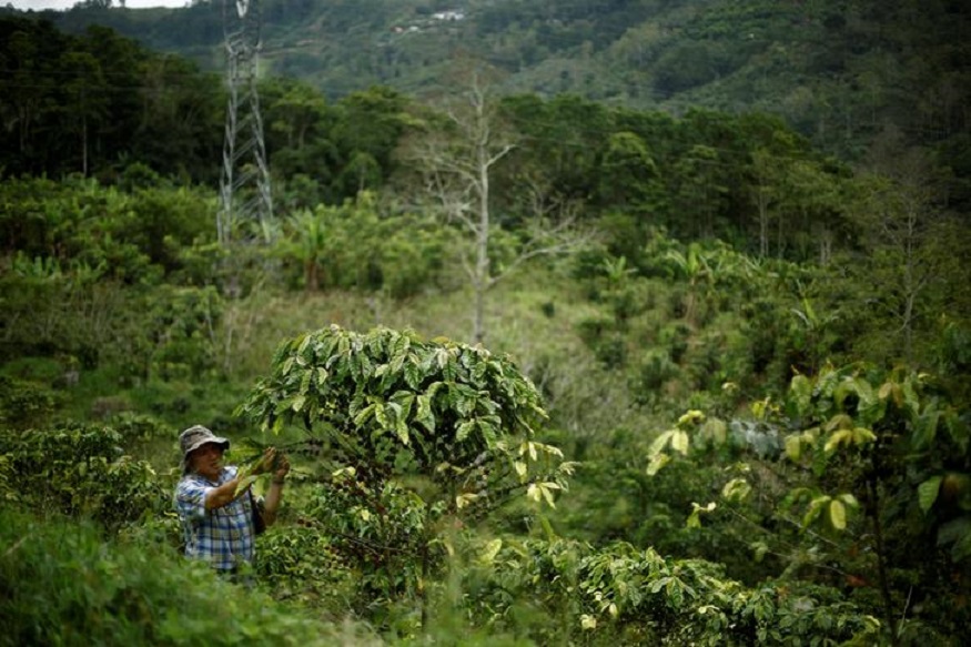 IITM-Kerala Launches App For Coffee Plantation