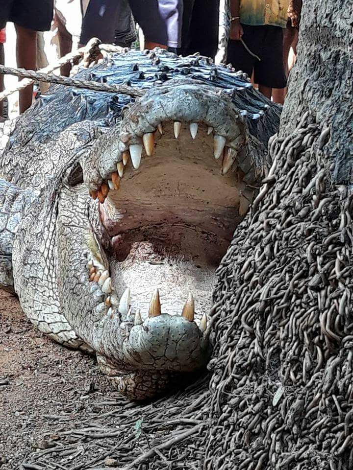Man Wakes up Next to a 12 feet Crocodile at His Home in Odisha