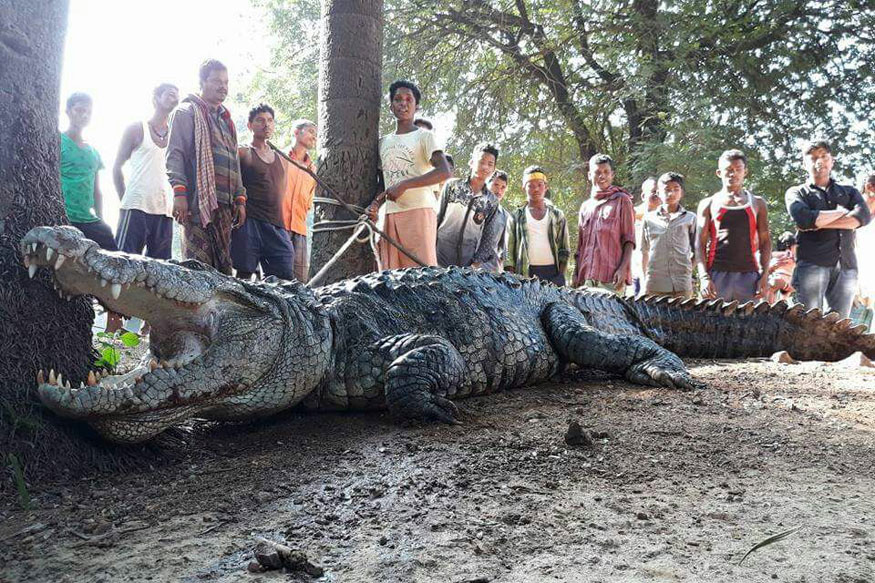 Man Wakes up Next to a 12 feet Crocodile at His Home in Odisha